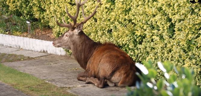 Cerf abattu à La-Croix-Saint-Ouen : Alain Drach suspendu de ses fonctions de Maître d’équipage pour le reste de la saison