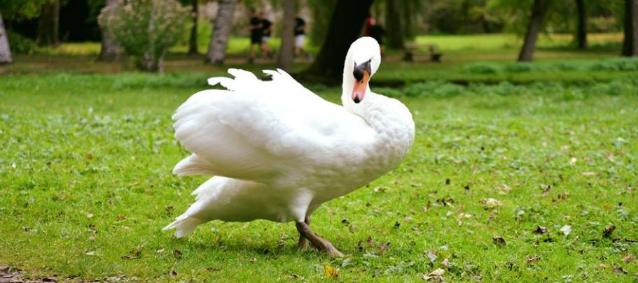 Parc écologique de Senlis : trois nouveaux cygnes blancs et un jars gris attendent les enfants !