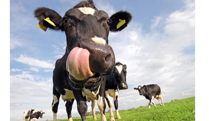 Beauvais : le Campus UniLaSalle accueille la 4e édition du Festival de la Terre et de l’Élevage