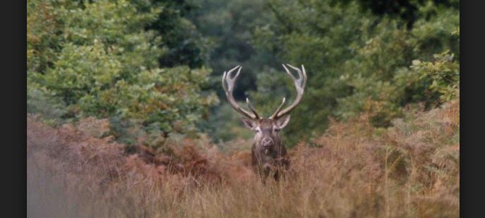 Chiry-Ourscamps : le pilote d’un deux roues percute violemment un cervidé sur la RD599