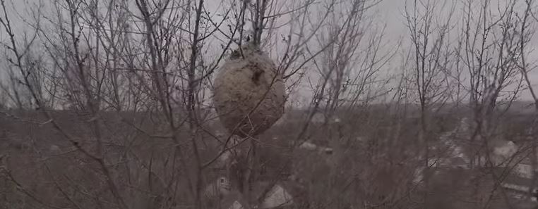 Cauffry : les pompiers de l’Oise luttent contre les frelons asiatiques