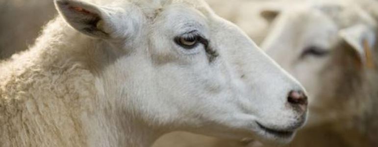 Hôpital Paul Doumer de Labruyère : 11 moutons pour l’entretien des espaces verts