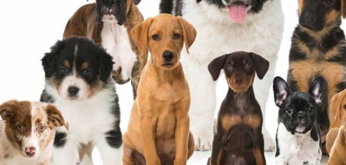 Oise : vos sorties du week-end !