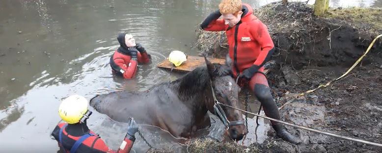 Rochy-Condé : les sapeurs-pompiers sauvent un cheval tombé dans un étang