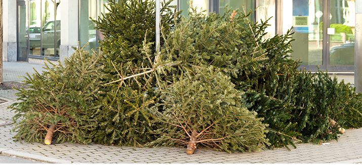 Saint-Leu d’Esserent : mardi 8 janvier, sortez vos sapins !