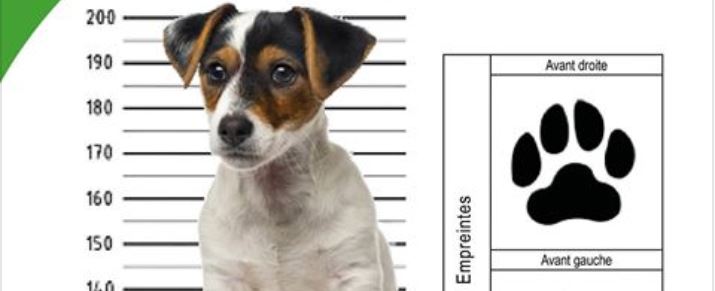 La ville de Chantilly part en guerre contre la déjection canine !
