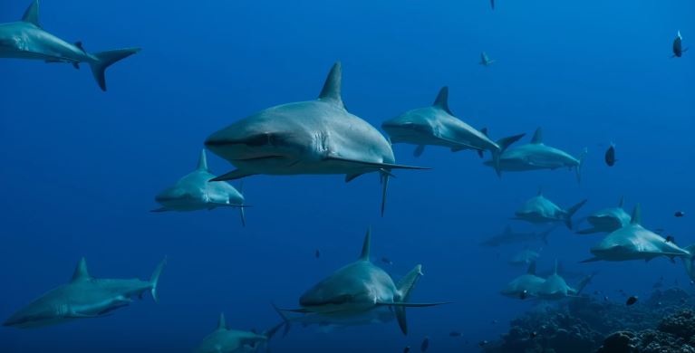 Blue : plongez dans un océan de surprises !