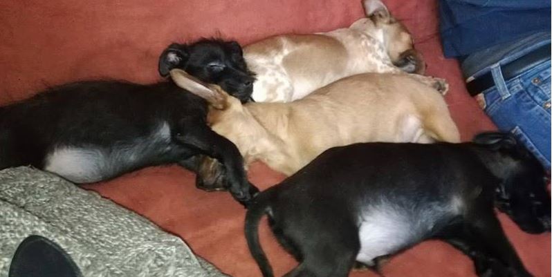 Les chien abandonnés en forêts de compiègne seront proposés à l’adoption ce vendredi  23 mars