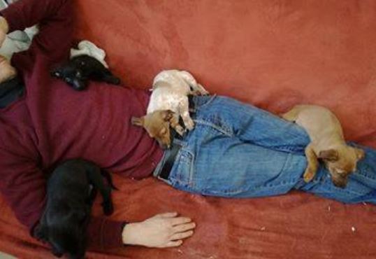 SPA de Compiègne :  Lady, Patapouf, Biscotos et Snickers, bientôt à l’adoption