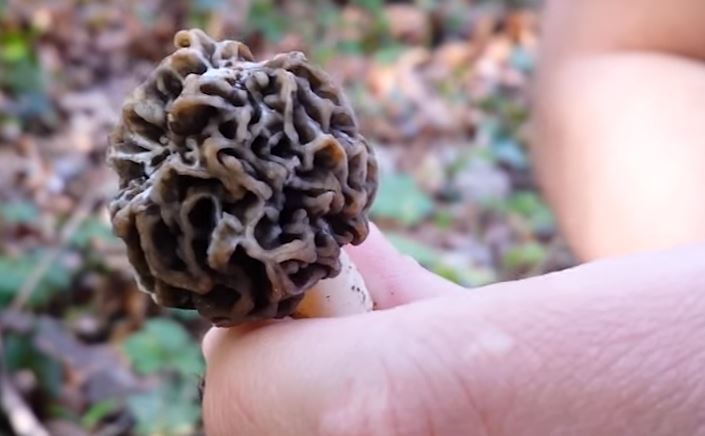 Découvrez les secrets pour cueillir les morilles des sous-bois de l’Oise