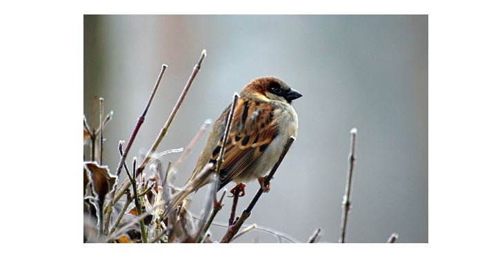 Crépy : sortie Atlas de la biodiversité communal, le 15 avril dans le parc de Géresme