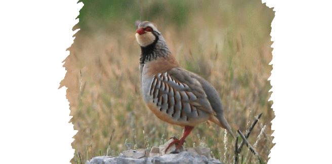 Les nids de perdrix et de faisans que vous trouvez repeupleront le département