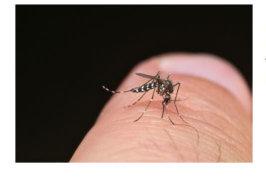 Le moustique tigre débarque dans le département de l’Oise