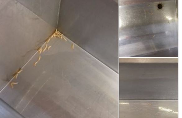 Saint-Maximin : Elle trouve des asticots dans les vitrines du Subway et se fait virer