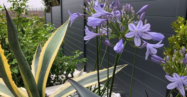 Sortie botanique autour des étangs du parc urbain de Montataire