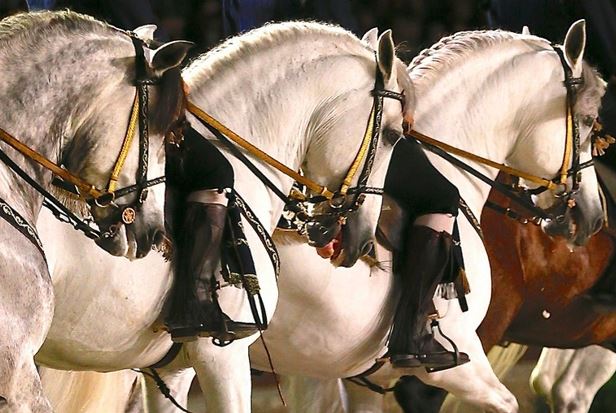 Sur la route de la Soie”, le spectacle de l’été aux Grandes Ecuries de Chantilly