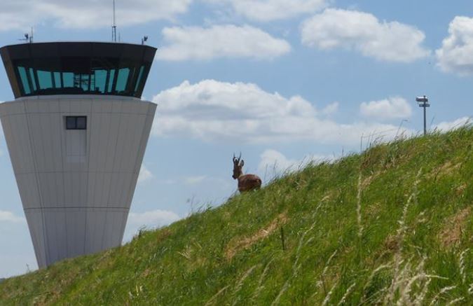 Beauvais-Tillé : opération de sauvetage d’un brocard