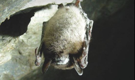 Le CPIE de l’Oise vous invite à découvrir les chauves-souris.