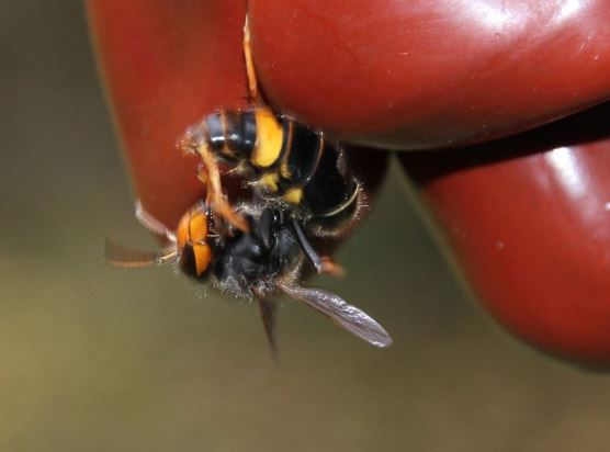 Vigilance face à une recrudescence de frelons asiatiques à Senlis