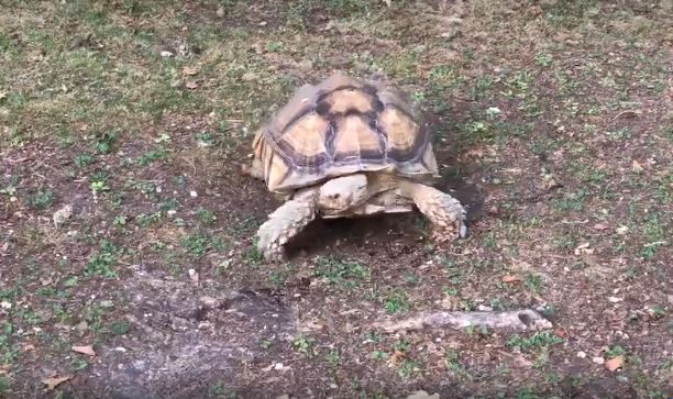 Chantilly : de nouveaux résidents au Potager des Princes !