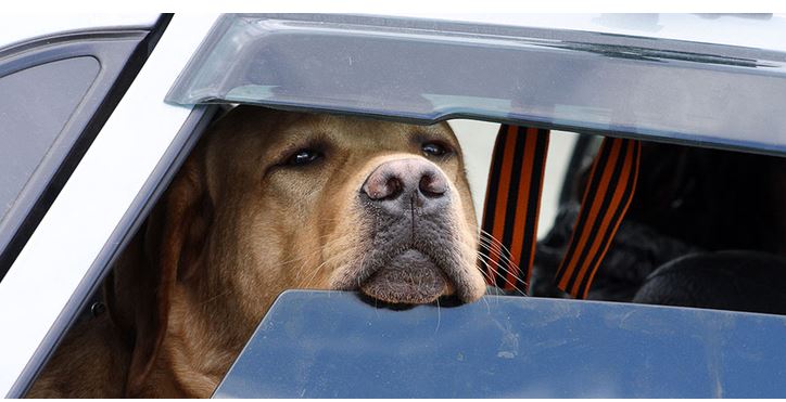 Animaux enfermés dans des voitures : la gendarmerie de l’Oise lance un appel à la vigilance
