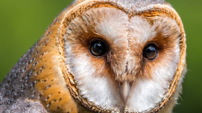 Sortie-découverte nocturne “Chouettes, hiboux et autres rapaces nocturnes à Crépy !