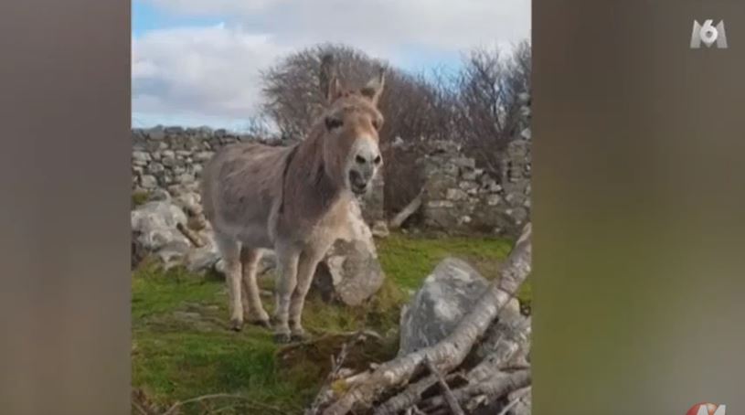Insolite : un âne fait le buzz sur le Net