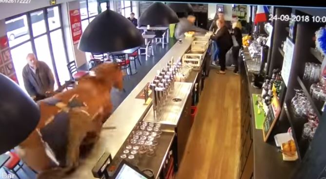 Un cheval s’invite à la brasserie Chantilly (vidéo)