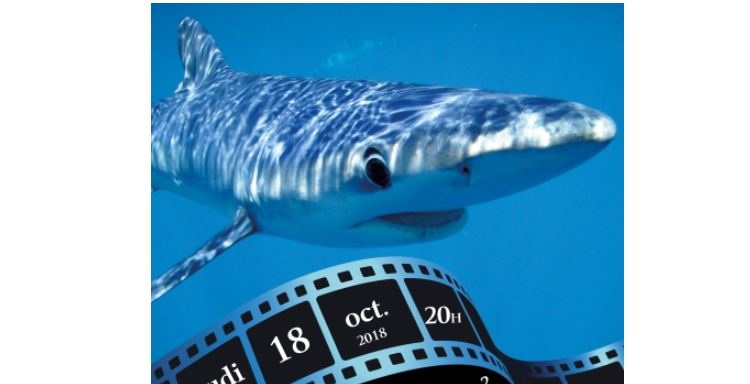 Crépy-en-Valois : projection-débat sur les menaces qui pèsent sur les requins