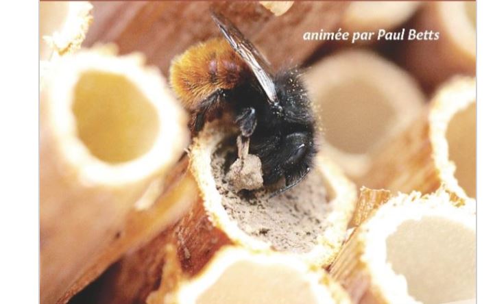 Agnetz D Couvrir Le Monde Des Abeilles A Vous Dit Oise M Dia