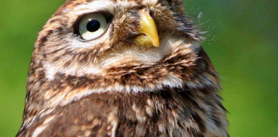 Senlis : partez à la découverte de chouettes, hiboux et autres rapaces