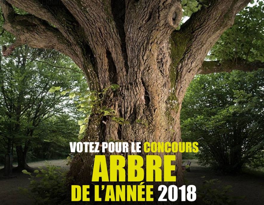 Oise : votez pour l’arbre de l’année 2018
