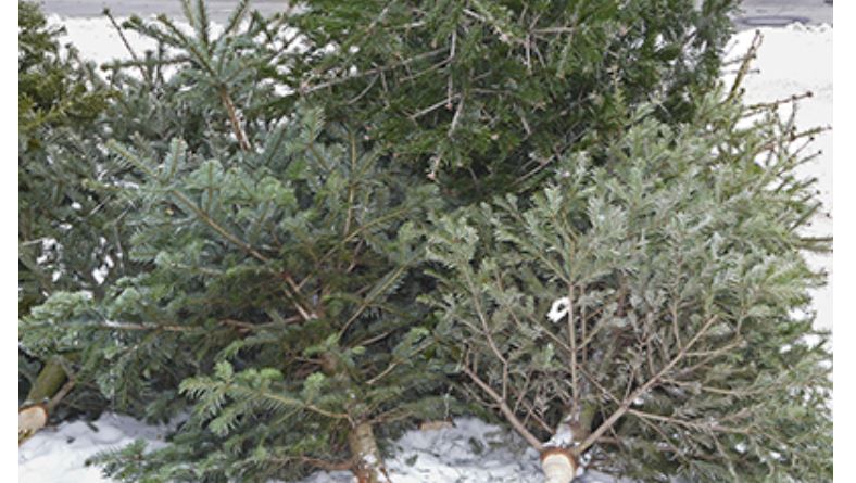 Agglos du Beauvaisis : environs 18 tonnes, soit 3 500 sapins, devraient être collectées pour être valorisées.