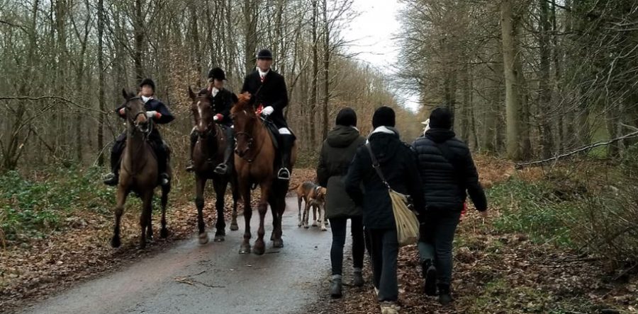 Forêt d’Halatte : les opposants à la chasse ouvrent la voie à un cerf pourchassé !
