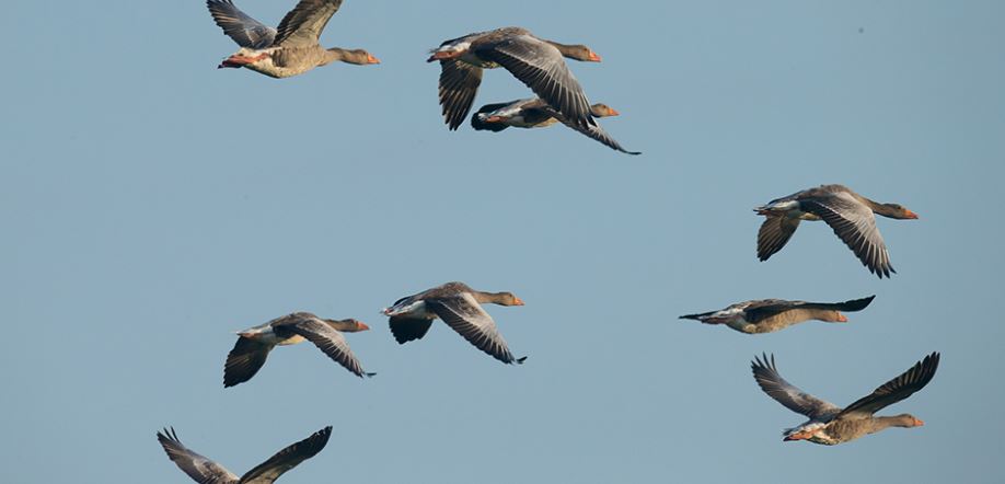 Oise : la chasse des Oies autorisée en février