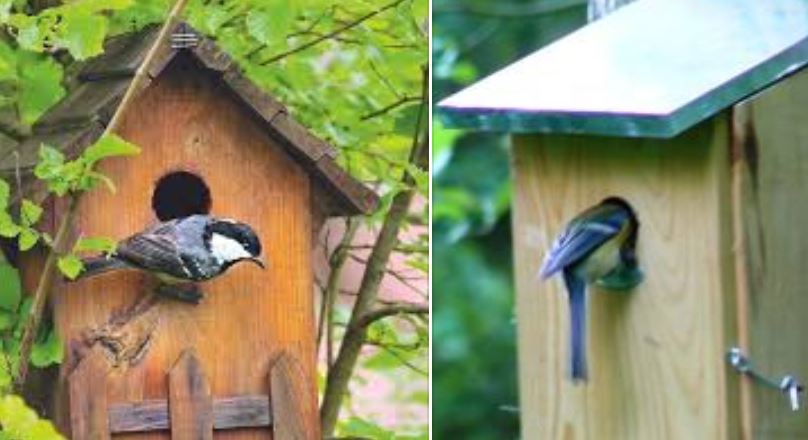 Longueil Ste Marie : journée des Oiseaux avec l’Ame Ortie