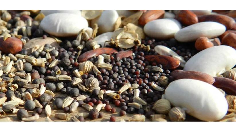 Jardins familiaux du clermontois : achat groupé de semences potagères