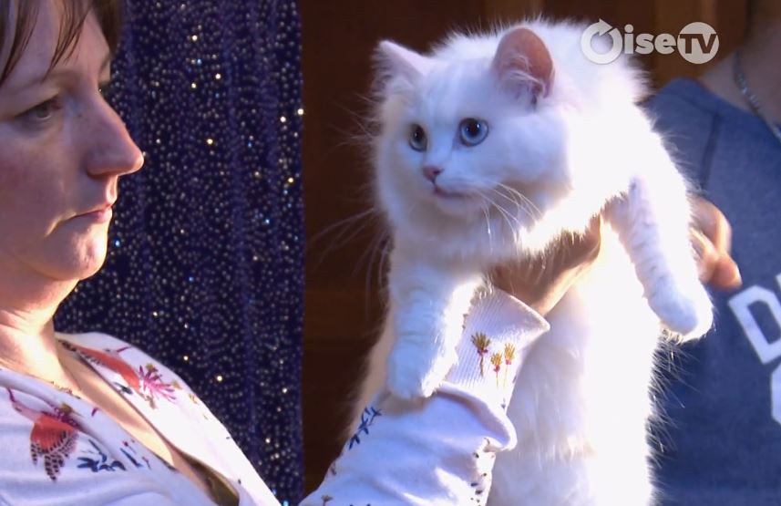 Compiègne : Quand les chats de race font salon (vidéo)