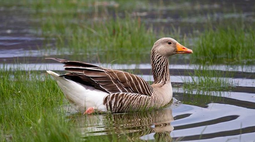 Chasse dans l’Oise : le Conseil d’Etat a cassé l’arrêté autorisant la régulation des oies