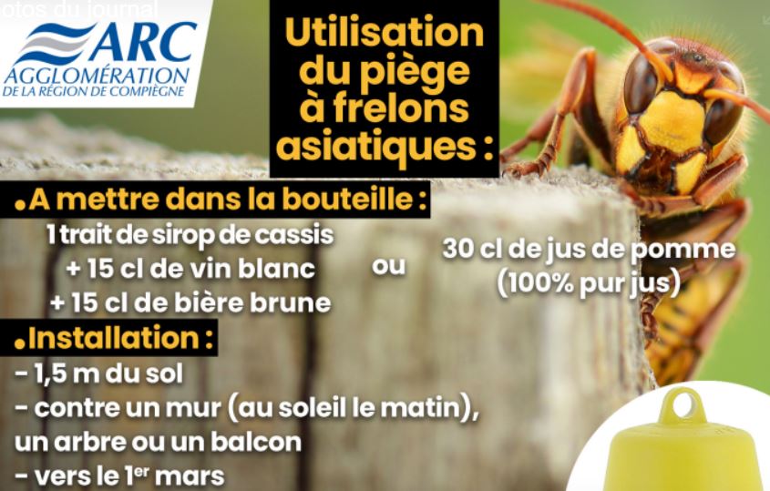 Frelons asiatiques : la ville de Verberie livrera ”une guerre sans merci” !