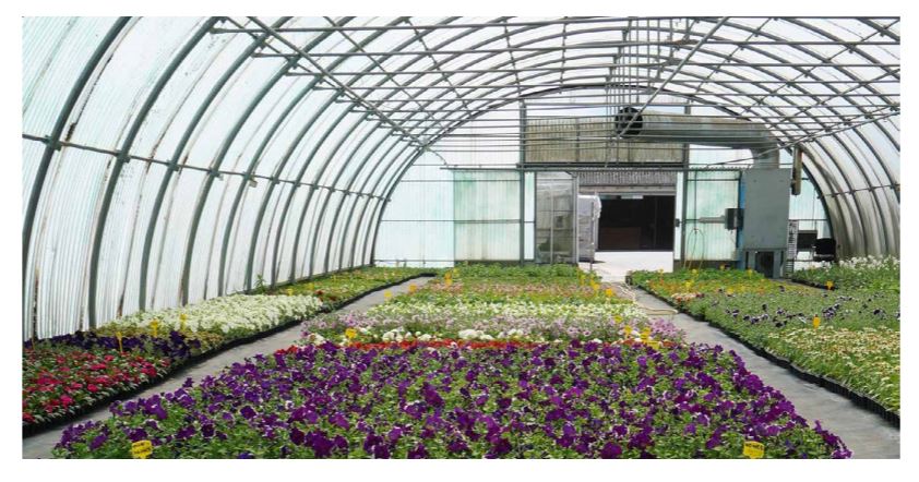 Visitez les serres municipales de Creil, le jeudi 18 avril à 14h