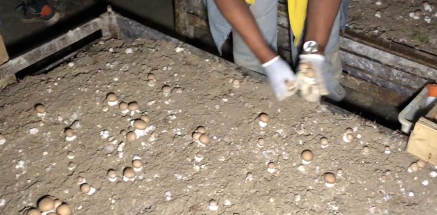 Exploration souterraine de la dernière champignonnière de l’Oise à Laigneville (vidéo)