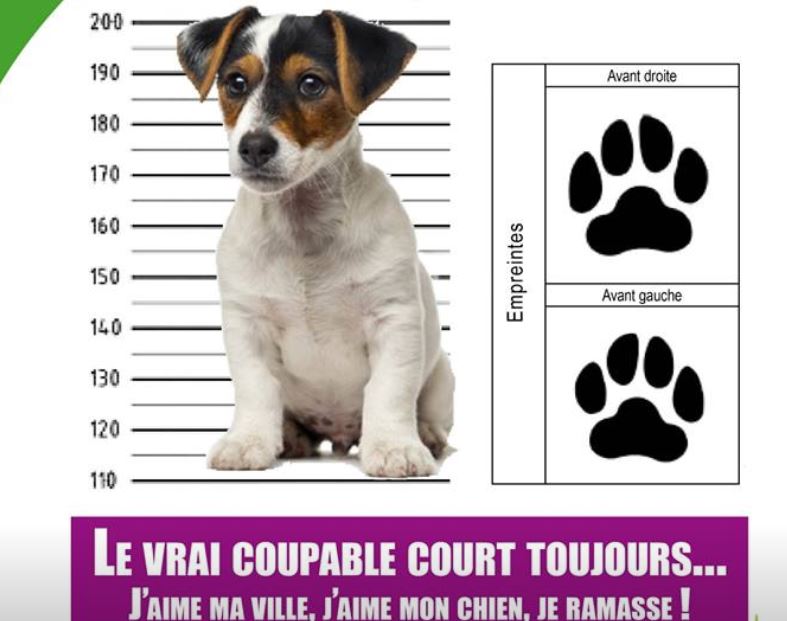 Chantilly : la ville déclare la guerre aux déjections canines !