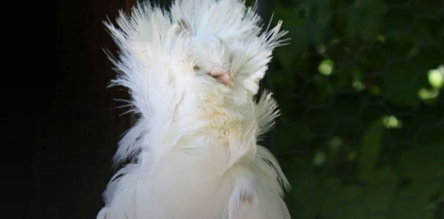 Chantilly : le Printemps arrive et la nature s’éveille au Potager des Princes!