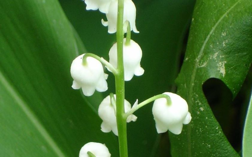 Les ventes de muguet dans l’Oise sont soumises à une réglementation.