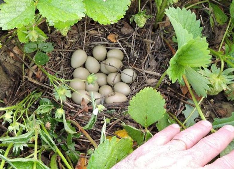 Nids de perdrix et de faisans abandonnés : contactez la Fédération des chasseurs de l’Oise !