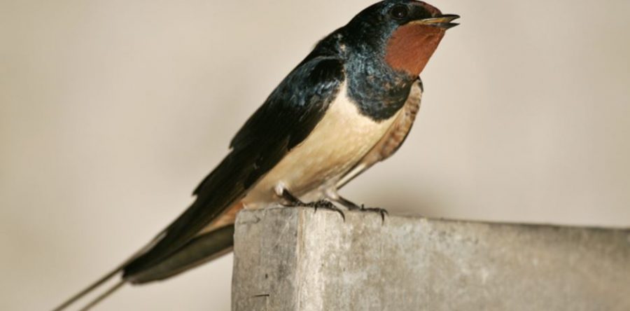 Hirondelles dans l’Oise : une migration lente et sous haute protection