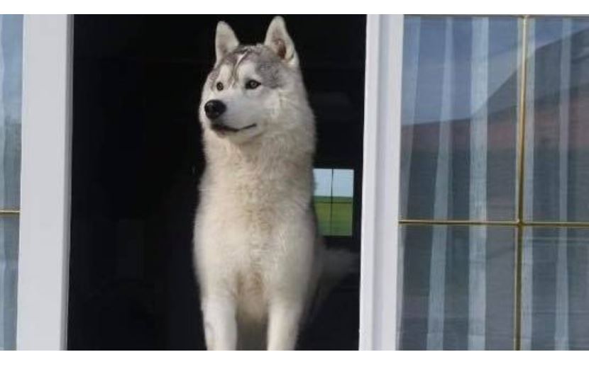 Martincourt : justice pour Snow lâchement abattu par balles