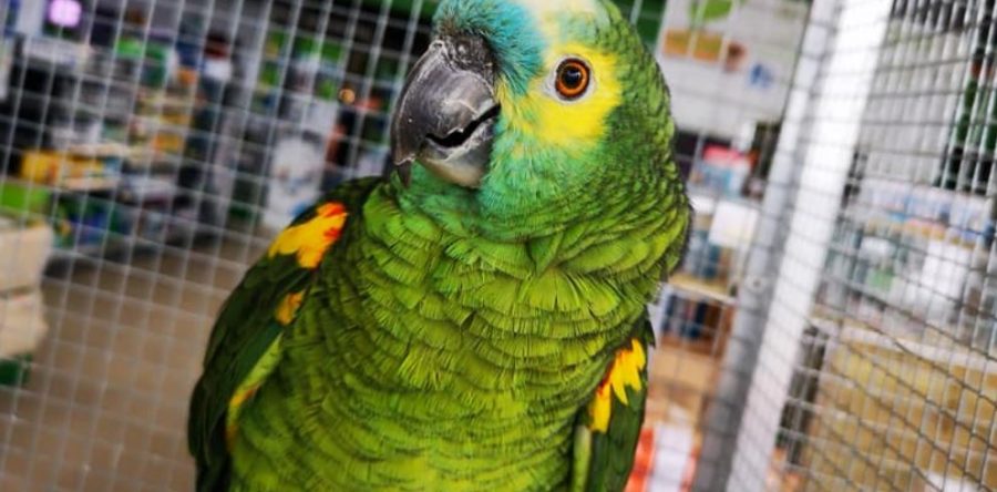 Plus de 1 000 animaux débarquent à Beauvais