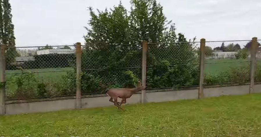 Les pompiers de Beauvais-Tillé, sauvent un chevreuil en état d’ivresse.